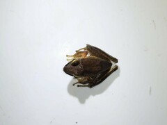 Craugastor metriosistus