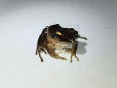 Craugastor metriosistus