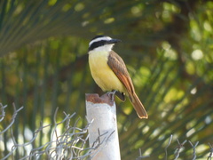 Pitangus sulphuratus
