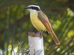 Pitangus sulphuratus