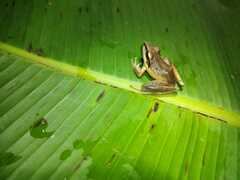 Craugastor metriosistus