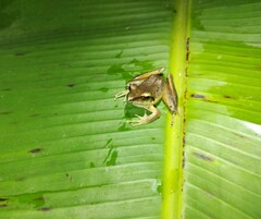 Craugastor metriosistus
