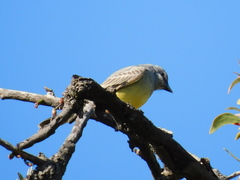 Tyrannus vociferans