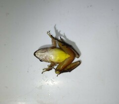 Craugastor metriosistus