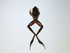 Craugastor metriosistus