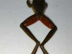Craugastor metriosistus