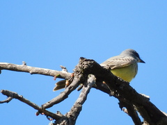 Tyrannus vociferans
