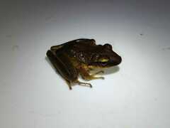 Craugastor metriosistus