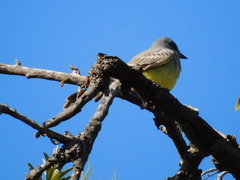 Tyrannus vociferans