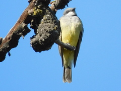 Tyrannus vociferans
