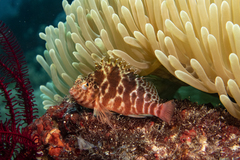 Cirrhitichthys aprinus