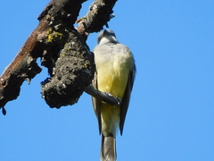 Tyrannus vociferans