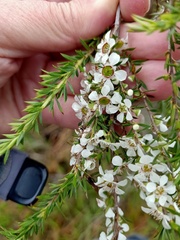 Leptospermum juniperinum