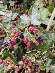 Rubus hirtus