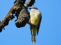 Tyrannus vociferans