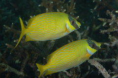 Siganus puellus