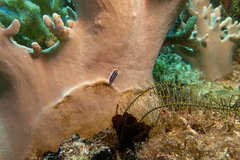 Phyllidiopsis xishaensis