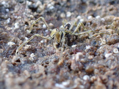 Ammothea hilgendorfi