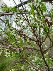 Leptospermum juniperinum