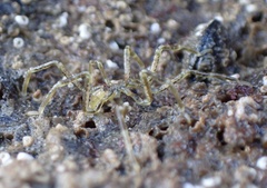 Ammothea hilgendorfi