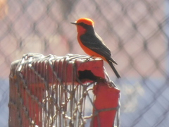 Pyrocephalus rubinus