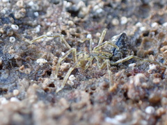 Ammothea hilgendorfi