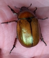Anoplognathus suturalis