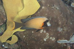 Acanthurus pyroferus