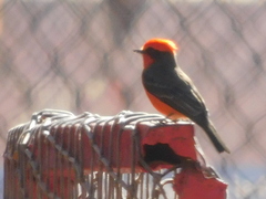 Pyrocephalus rubinus