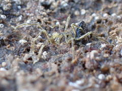 Ammothea hilgendorfi