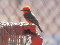 Pyrocephalus rubinus