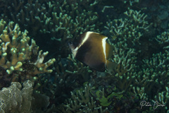 Heniochus varius
