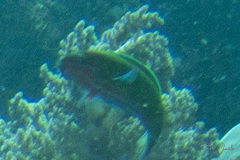 Thalassoma lunare