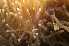 Ancylomenes sarasvati