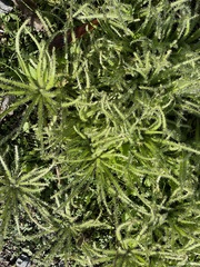 Cryptantha intermedia