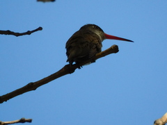 Leucolia violiceps