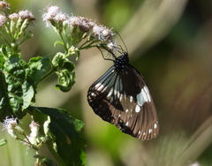 Euploea radamanthus