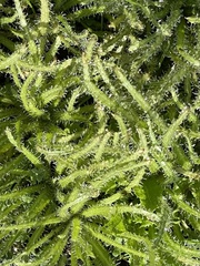 Cryptantha intermedia