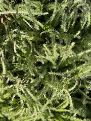 Cryptantha intermedia