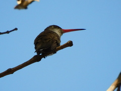Leucolia violiceps