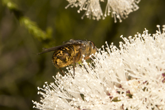 Calliphora varifrons