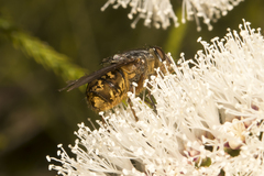 Calliphora varifrons
