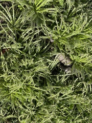 Cryptantha intermedia