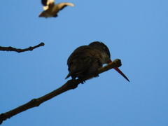 Leucolia violiceps