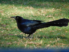 Quiscalus mexicanus