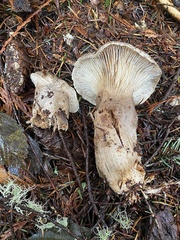 Clitocybe nebularis