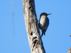 Melanerpes uropygialis