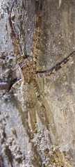 Acanthoctenus