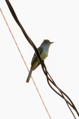 Myiarchus tuberculifer