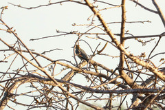 Melanerpes hoffmannii